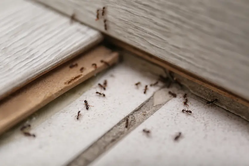 Ant control service in Oceanside, CA
