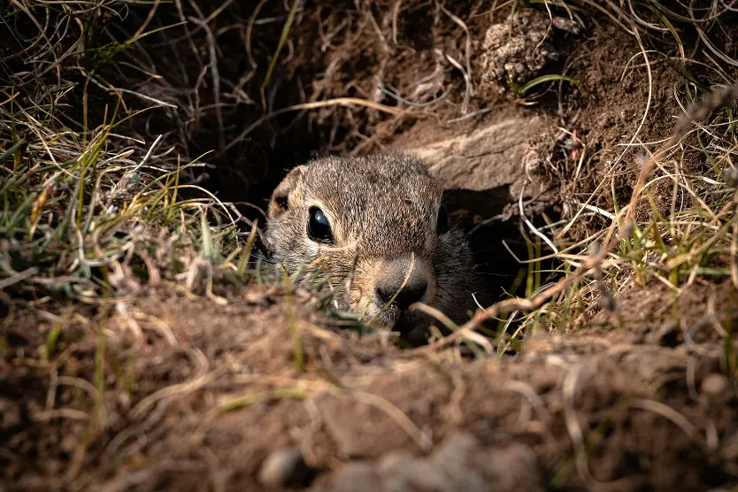 Gopher control service in Oceanside, CA