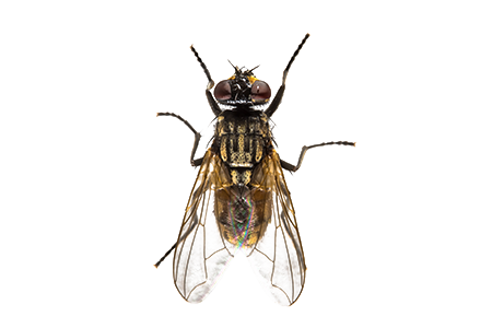 Stinkin' Fly
