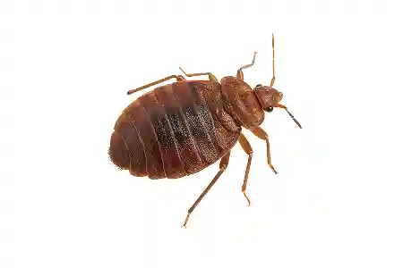 bed bug inspection