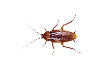 A red ant