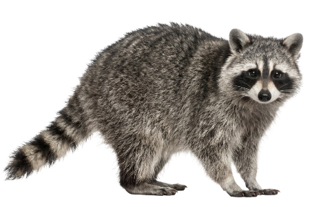 A raccoon