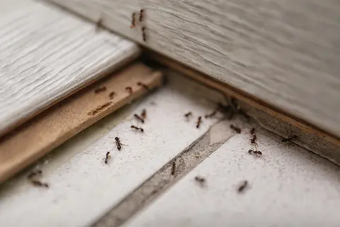 Ants crawling on the floor of a commercial property.