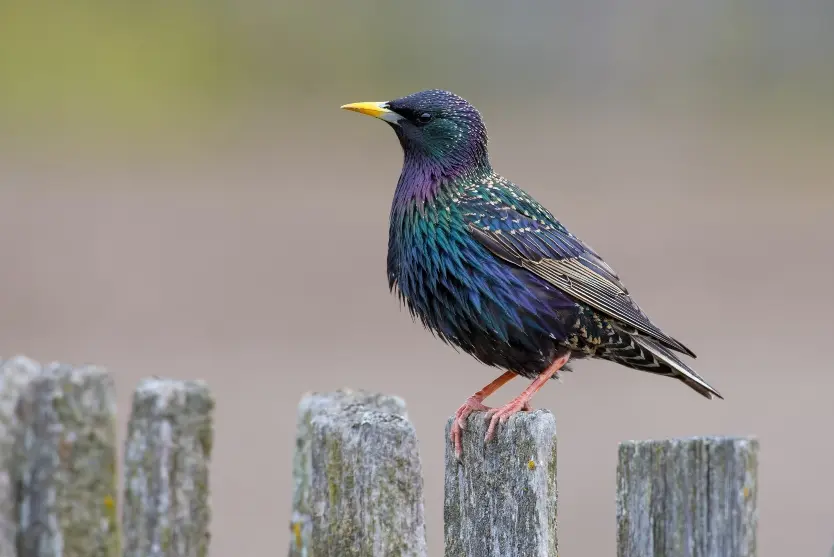 European starling perched on a wooden fence post.