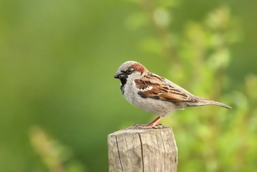 A small house sparrow pearched on a fence post outdoors.