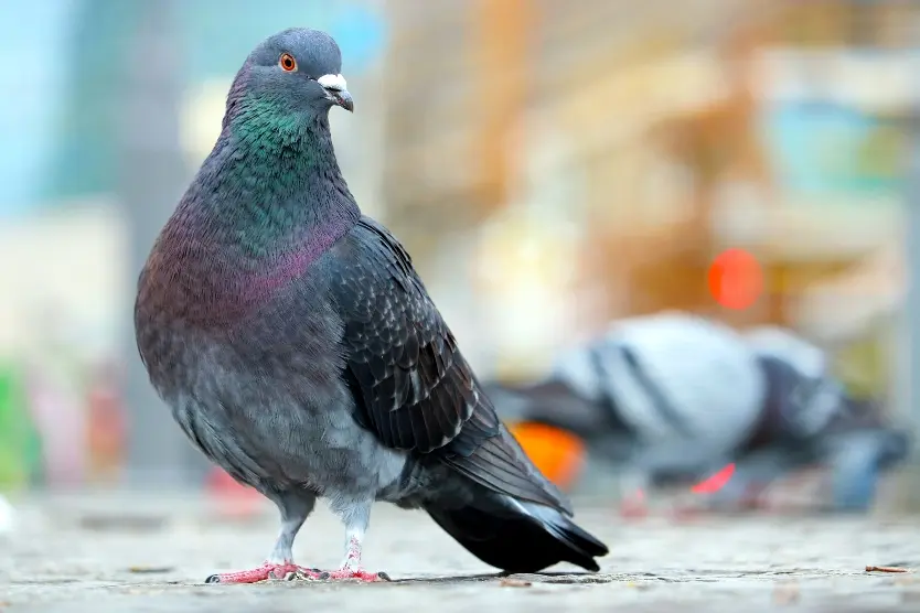 A gray pigeon outdoors on a street corner.