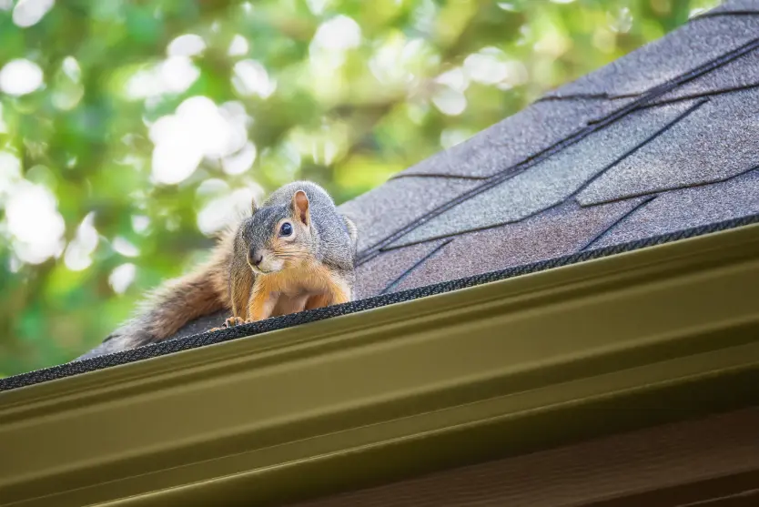 Nuisance squirrel causing property damage, illustrating professional squirrel control for property managers in Oceanside CA by Pestgon