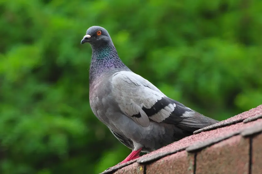 Pigeon on the roof of a home.